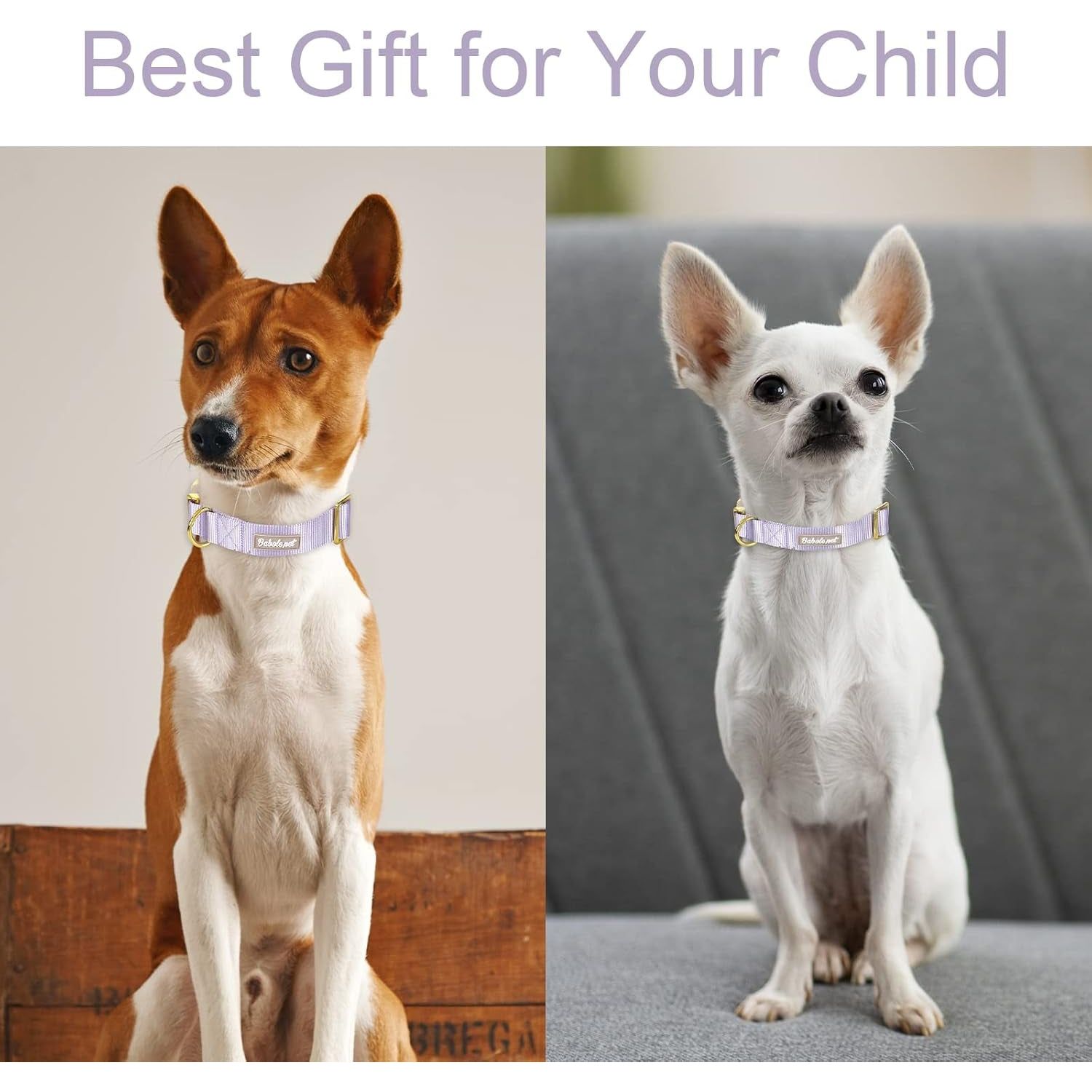 Nylon Dog Collar - Adjustable Lavender Soft Webbing Dog Collars for Small Medium Large Dogs Boy Girl Puppy Collar with Safety Metal Buckle S