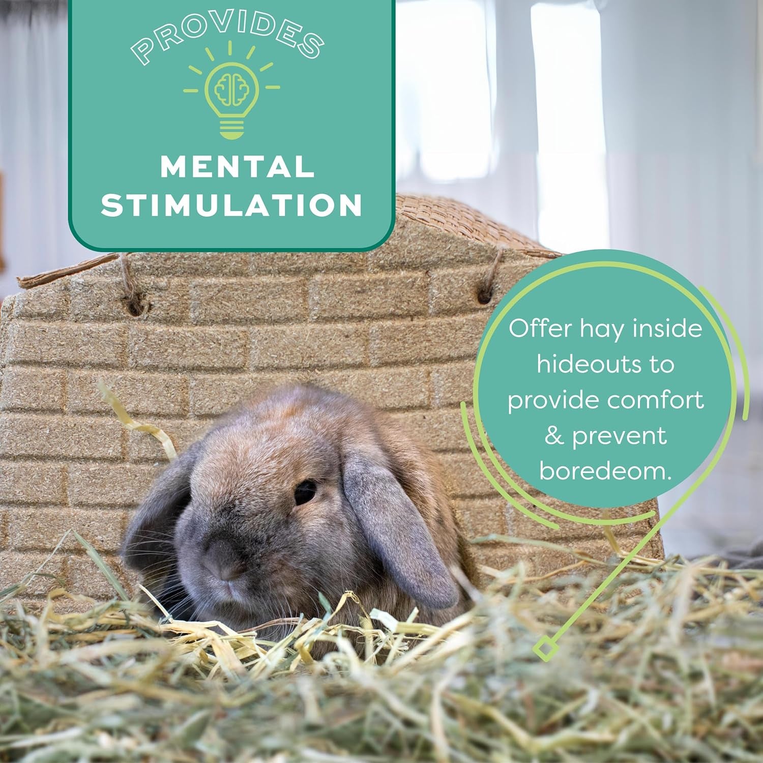 Animal Health Orchard Grass Hay - All Natural Grass Hay for Chinchillas, Rabbits, Guinea Pigs, Hamsters, Gerbils & Other Small Pets - Grown in the USA- Fiber Rich- 40 Oz.